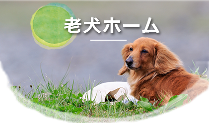 子犬の幼稚園