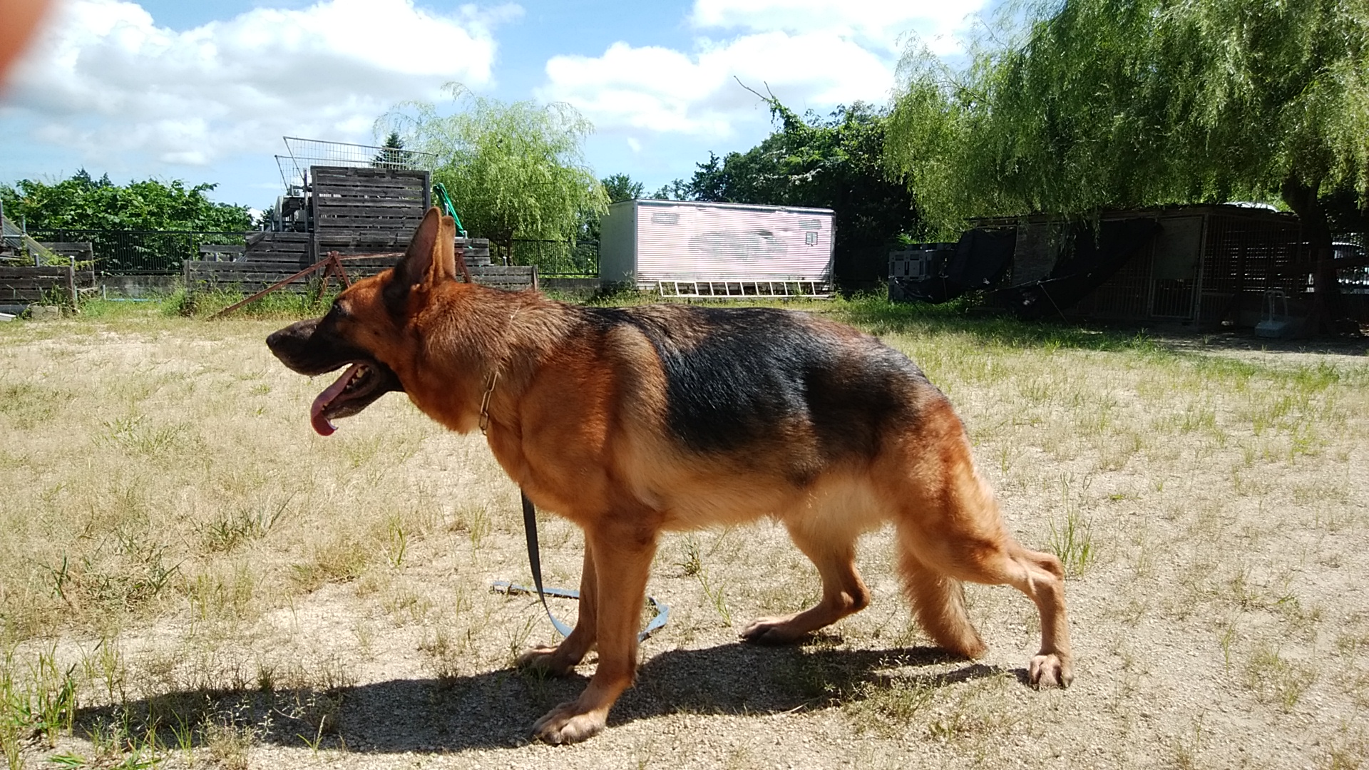 ドイツシェパード犬の仔犬がうまれました 滋賀山本家庭犬 警察犬訓練所 滋賀県湖南市 災害救助犬の育成 ドッグトレーニング 犬のしつけの出張訓練